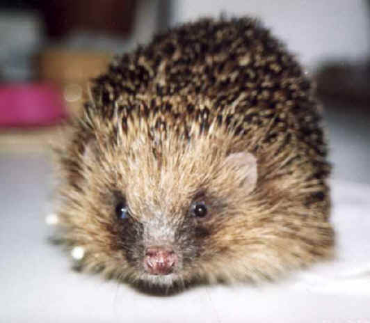Oh look! a hedgehog! This is Clarence.